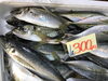 「魚魚市場鮮魚コーナーおすすめは「シビマグロ」です♪」