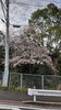 「桜(北九州市八幡西区若葉にある少人数対応安心低価格の直葬．家族葬専門葬儀社です)」