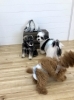 「パピーパーティー　^o^」
