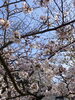 下の方は咲いて上の方はまだつぼみです☺︎5分咲き「3月28日(月)  今日は定休日です」
