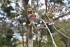 「～本日の桜情報～」
