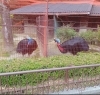 ヒクイドリ(左)とパプアヒクイドリ(右)「まさか今シーズンも...」