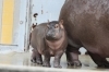 「カバのまんぷく」