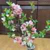 可愛い木瓜の花をいただきました。