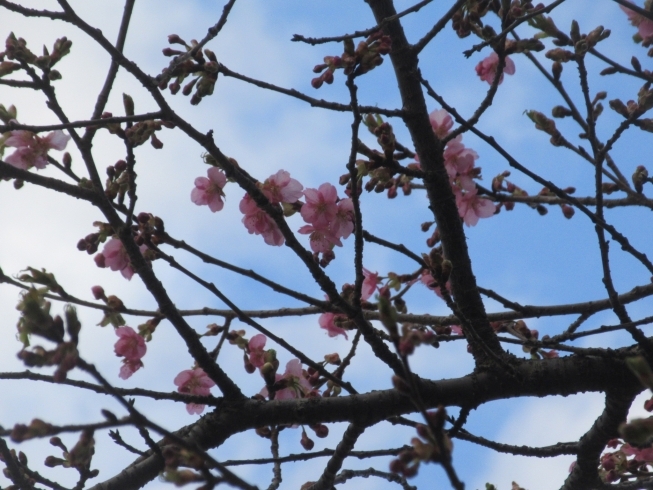 河津桜「河津桜開花しました。」