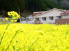 菜の花が一段と綺麗になりました。見ごろは4月上旬?「菜の花が一段と黄色くなり、見ごろとなりました。」