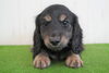 「ミニチュアダックス子犬情報」