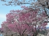 陽光桜・ソメイヨシノ「桜開花情報♬」