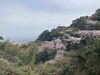 「七分咲き、近見山のサクラ。」