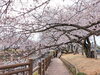 「【西条市 石田】ひょうたん池の桜が満開です！」