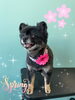 「可愛い子ちゃん♡ Dog salon mofu mofu余市町」