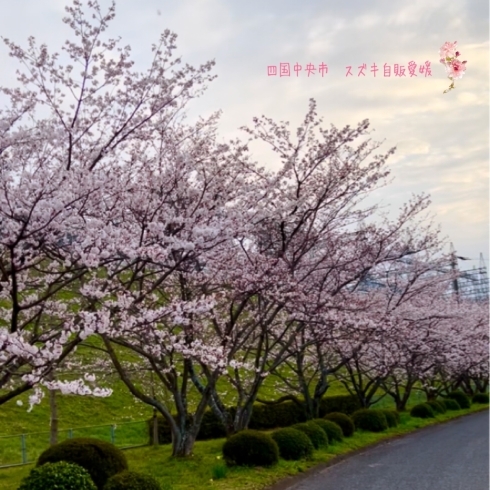 四国中央市の桜も綺麗に咲いてます✨「桜綺麗ですね✨」