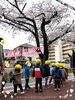 桜きれいだね〜「サクラサクラ╰(*´︶`*)╯♡【交野市・小規模保育園】」