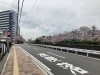 桜も満開に近づいてきてますね〜「復活しました！」