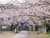 「【西条市 丹原町久妙寺】久妙寺の桜が満開です！」