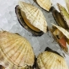 「魚魚市場鮮魚コーナーおすすめは「カマス・北海道産活きホタテ」です♪」