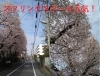 クラブ近くの桜満開「スプリングスクール3日目♪　★英会話と体操のコラボ教室（堀切、綾瀬、亀有、小菅）」