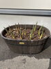 チューリップの芽「春ですね」