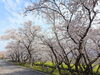 「【西条市 吉田】吉田桜並木の桜が満開！ そして、おでんも♪」