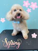 「可愛い子ちゃん♡ Dog salon mofu mofu余市町」