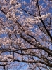「【新居浜市 上原】広瀬公園の桜が見頃を迎えています！」