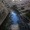神田川遊歩道（面影橋）
