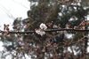 「桜の木々がピンクに染まり始めました」