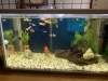 魚達もお待ちしてます。「アクアリウムが趣味です^_^」