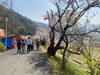 「【西条市 福武】武丈公園の桜を見に行きました♪」