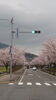 「実家近くの桜並木(北九州市八幡西区若葉にある少人数対応安心低価格の直葬．家族葬専門葬儀社です)」
