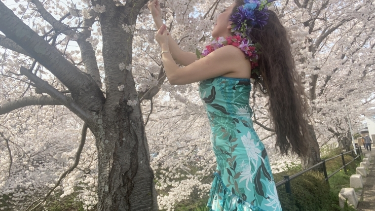 桜の下で「春ですね♡4月5日からフラダンス新クラススタート❣️ぜひこの機会に❣️Luana hula studioフラダンス教室、チェアヨガ教室、橿原市」