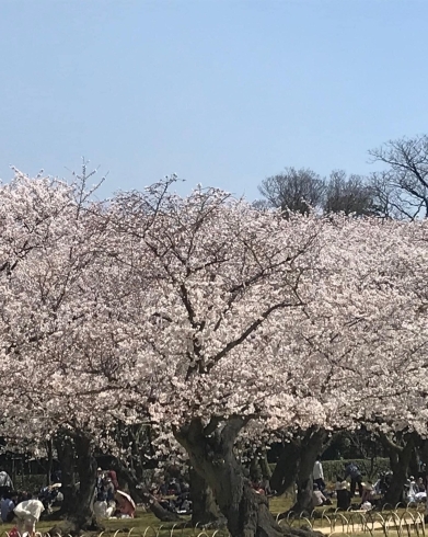 「【桜満開です】」