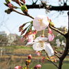 【No.234】　咲くぞ～～