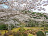 「【西条市 河之内】大自然のそばにある、本谷公園の桜が満開です！」