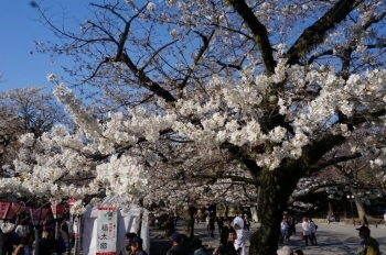 境内入口すぐの桜は白で満開♪