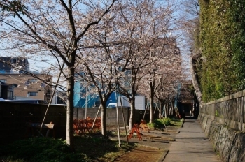 大社の西の外側の桜は５分咲き。