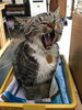 「猫に小判」