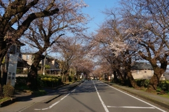 桜並木が満開になるのが楽しみです。