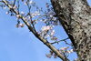 「～本日の桜情報～」
