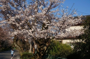 先週も咲いていた早咲きの桜。
