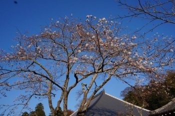 境内の桜です。