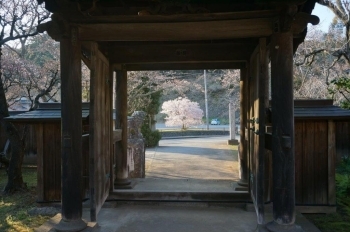 境内から門の先に満開の桜が見えます。