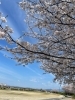 河川敷の桜「お花見」