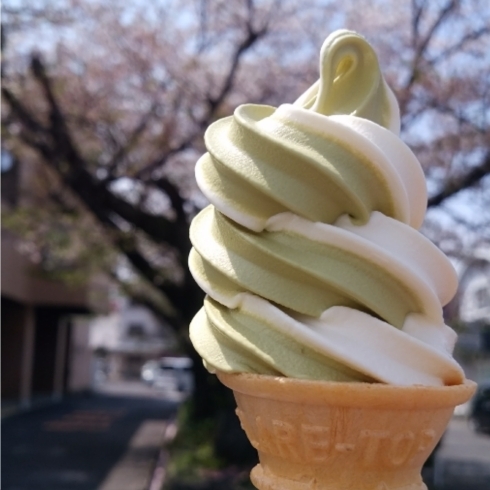 緑茶とバニラのミックスソフトクリーム「土曜日は『ソフトクリームの日？』数量限定お買い得な日です！」