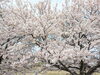 「【西条市 三芳〜高田 付近】大明神川沿いの桜が満開です！」