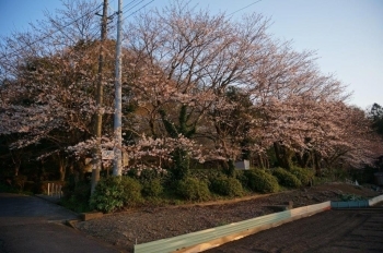 入口西側の桜はかなり咲いています。