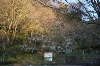 登山の入口付近です。この桜は花が少なめです。
