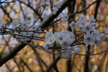 満開に近いです。