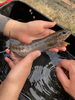 Fresh or saltwater fish?「Teacher'sコーナー110号 What do you prefer, freshwater fish or saltwater fish? 【蘇我駅近くの英会話教室】」