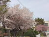 伏見板橋小学校の桜「【編集部ニュース】桜が満開です！桃も満開です！　＠伏見」